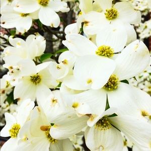 Meet your Posher, Betty